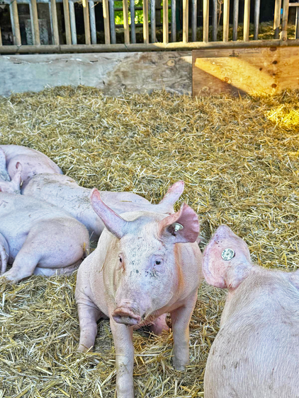 Neue Ferkel Forstgut Schmalhorn, Jürgen Lindhorst senior